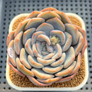 Echeveria 'Cocozen' 2"-3" Succulent Plant Cutting