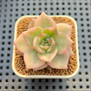 Echeveria Agavoides 'Rainbow' Variegated 1"-2" Succulent Plant Cutting