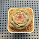 Echeveria 'Roulette' 2" New Hybrid Succulent Plant Cutting