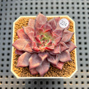 Echeveria 'Purple Line' 2" New Hybrid Succulent Plant Cutting