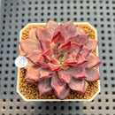 Echeveria 'Purple Line' 2" New Hybrid Succulent Plant Cutting