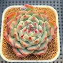 Echeveria 'Ruby Brush' 2"-3" (Chihuahuaensis Hybrid) Succulent Plant Cutting