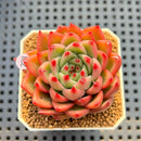 Echeveria 'Hana-Hikari' 2" New Hybrid Succulent Plant Cutting
