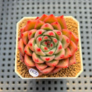 Echeveria 'Hana-Hikari' 2" New Hybrid Succulent Plant Cutting
