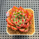 Echeveria 'Hana-Hikari' 2" New Hybrid Succulent Plant Cutting