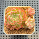Echeveria 'Malgan' Jelly Type 2" Succulent Plant Cutting