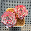 Echeveria 'Pink Bayan' 2" Succulent Plant Cutting
