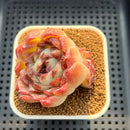 Echeveria sp. 2" Succulent Plant Cutting