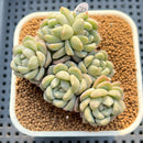 Echeveria 'Coraline' 3" New Hybrid Succulent Plant Cutting