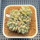 Echeveria 'Coraline' 3" New Hybrid Succulent Plant Cutting