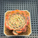 Echeveria 'Minima' Variegated 2" Succulent Plant Cutting