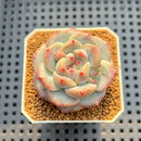 Echeveria 'Protibushi' (프로티부시) 2" New Hybrid Succulent Plant Cutting