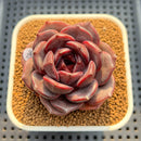 Echeveria 'Dark Chocolate' 3" Succulent Plant Cutting