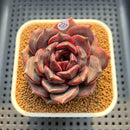 Echeveria 'Dark Chocolate' 3" Succulent Plant Cutting
