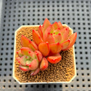 Echeveria sp. 2" Succulent Plant Cutting