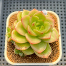 Echeveria 'Spicy Cherry' 2"-3" New Hybrid Succulent Plant Cutting