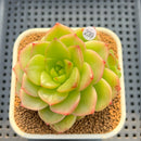Echeveria 'Spicy Cherry' 2"-3" New Hybrid Succulent Plant Cutting