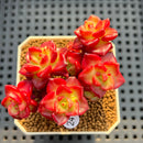 Sedeveria 'Letiza' Cluster 2" Succulent Plant