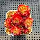 Sedeveria 'Letiza' Cluster 2" Succulent Plant