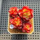 Sedeveria 'Letiza' Cluster 2" Succulent Plant