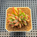 Echeveria Agavoides 'Maria' Variegated 2" Succulent Plant Cutting
