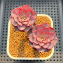 Echeveria 'Purple Coral' 2" New Hybrid Succulent Plant Cutting