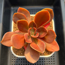 Echeveria 'Primadonna' Non-Variegated 3"-4" Succulent Plant