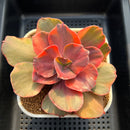 Echeveria 'Suyon' Variegated 3" Succulent Plant Cutting