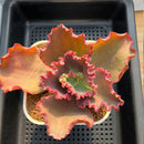 Echeveria 'Wedding Dress' 4"-5" Succulent Plant Cutting