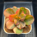 Echeveria 'Primadonna' Variegated 2"-3" (100% Grown In House) Succulent Plant Cutting