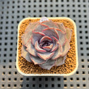 Echeveria Hybrid sp. 2" Hand-Selected Clone (Brotherly Farm Hybrid) Succulent Plant Cutting