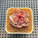 Echeveria Hybrid sp. 2" Hand-Selected Clone (Brotherly Farm Hybrid) Succulent Plant Cutting