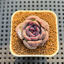 Echeveria Hybrid sp. 2" Hand-Selected Clone (Brotherly Farm Hybrid) Succulent Plant Cutting