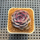 Echeveria Hybrid sp. 2" Hand-Selected Clone (Brotherly Farm Hybrid) Succulent Plant Cutting