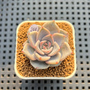 Echeveria Hybrid sp. 2" Hand-Selected Clone (Brotherly Farm Hybrid) Succulent Plant Cutting