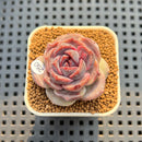 Echeveria Hybrid sp. 2" Hand-Selected Clone (Brotherly Farm Hybrid) Succulent Plant Cutting