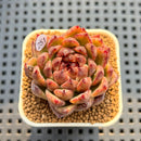 Echeveria Hybrid sp. 2" Hand-Selected Clone (Brotherly Farm Hybrid) Succulent Plant Cutting
