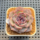 Echeveria Hybrid sp. 2" Hand-Selected Clone (Brotherly Farm Hybrid) Succulent Plant Cutting
