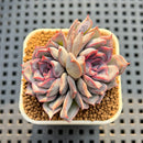 Echeveria Hybrid sp. 2" Hand-Selected Clone (Brotherly Farm Hybrid) Succulent Plant Cutting