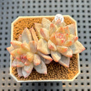 Echeveria Hybrid sp. 2" Hand-Selected Clone (Brotherly Farm Hybrid) Succulent Plant Cutting