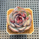 Echeveria Hybrid sp. 2" Hand-Selected Clone (Brotherly Farm Hybrid) Succulent Plant Cutting