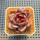 Echeveria Hybrid sp. 2" Hand-Selected Clone (Brotherly Farm Hybrid) Succulent Plant Cutting