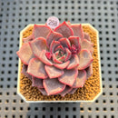 Echeveria Hybrid sp. 2" Hand-Selected Clone (Brotherly Farm Hybrid) Succulent Plant Cutting