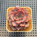 Echeveria Hybrid sp. 2" Hand-Selected Clone (Brotherly Farm Hybrid) Succulent Plant Cutting