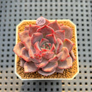 Echeveria Hybrid sp. 2" Hand-Selected Clone (Brotherly Farm Hybrid) Succulent Plant Cutting