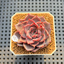 Echeveria Hybrid sp. 2" Hand-Selected Clone (Brotherly Farm Hybrid) Succulent Plant Cutting