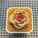 Echeveria Hybrid sp. 2" Hand-Selected Clone (Brotherly Farm Hybrid) Succulent Plant Cutting