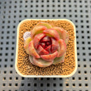 Echeveria 'Red Spinner' 1"-2" (New Hybrid by Brotherly Farm) Succulent Plant Cutting