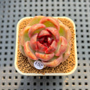 Echeveria 'Red Spinner' 1"-2" (New Hybrid by Brotherly Farm) Succulent Plant Cutting