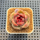 Echeveria 'Red Spinner' 1"-2" (New Hybrid by Brotherly Farm) Succulent Plant Cutting
